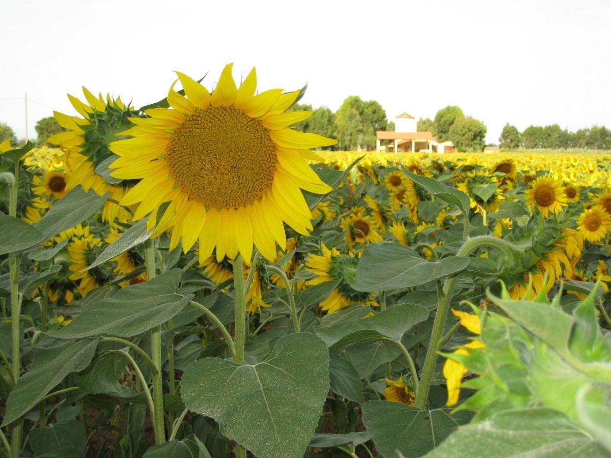 Agriturismo Le Pescine Vada Buitenkant foto